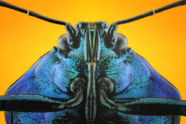 Portrety owadów - makrofotografia Donalda Jusy